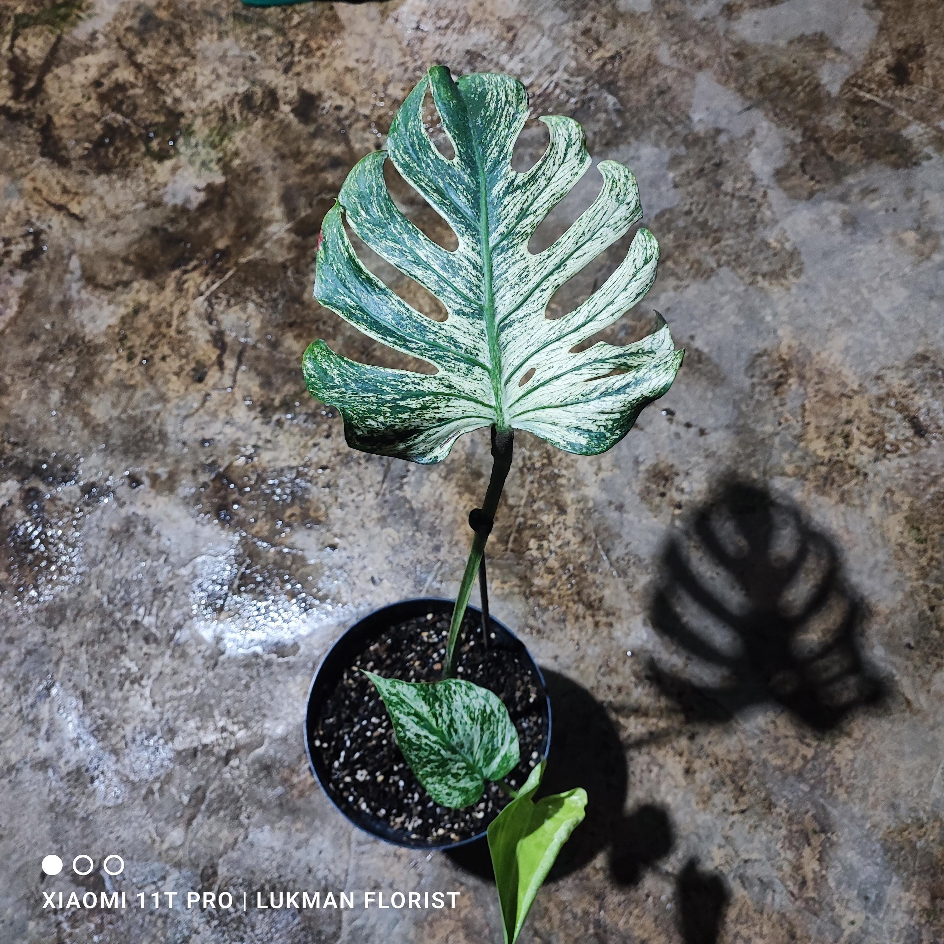 Monstera deliciosa devil - Etsy 日本