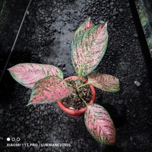 Aglaonema Ruby Jätteväxt Verkligt foto Gratis Pitosanitär