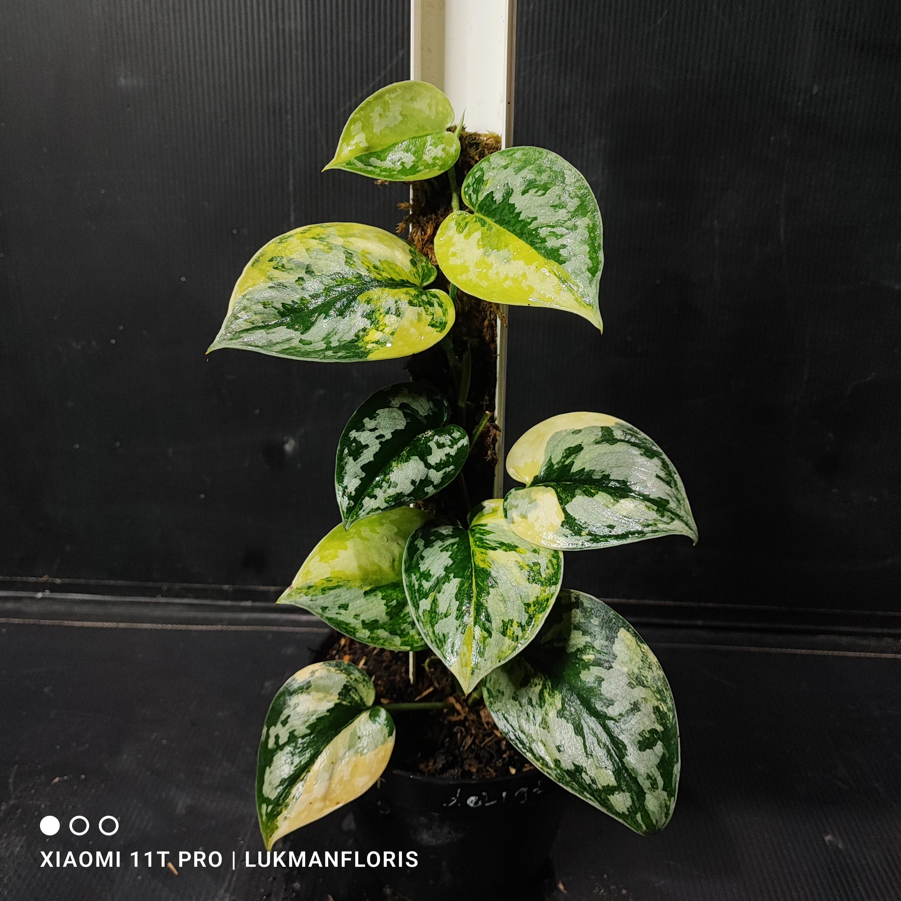 Scindapsus Bakudapati - Etsy