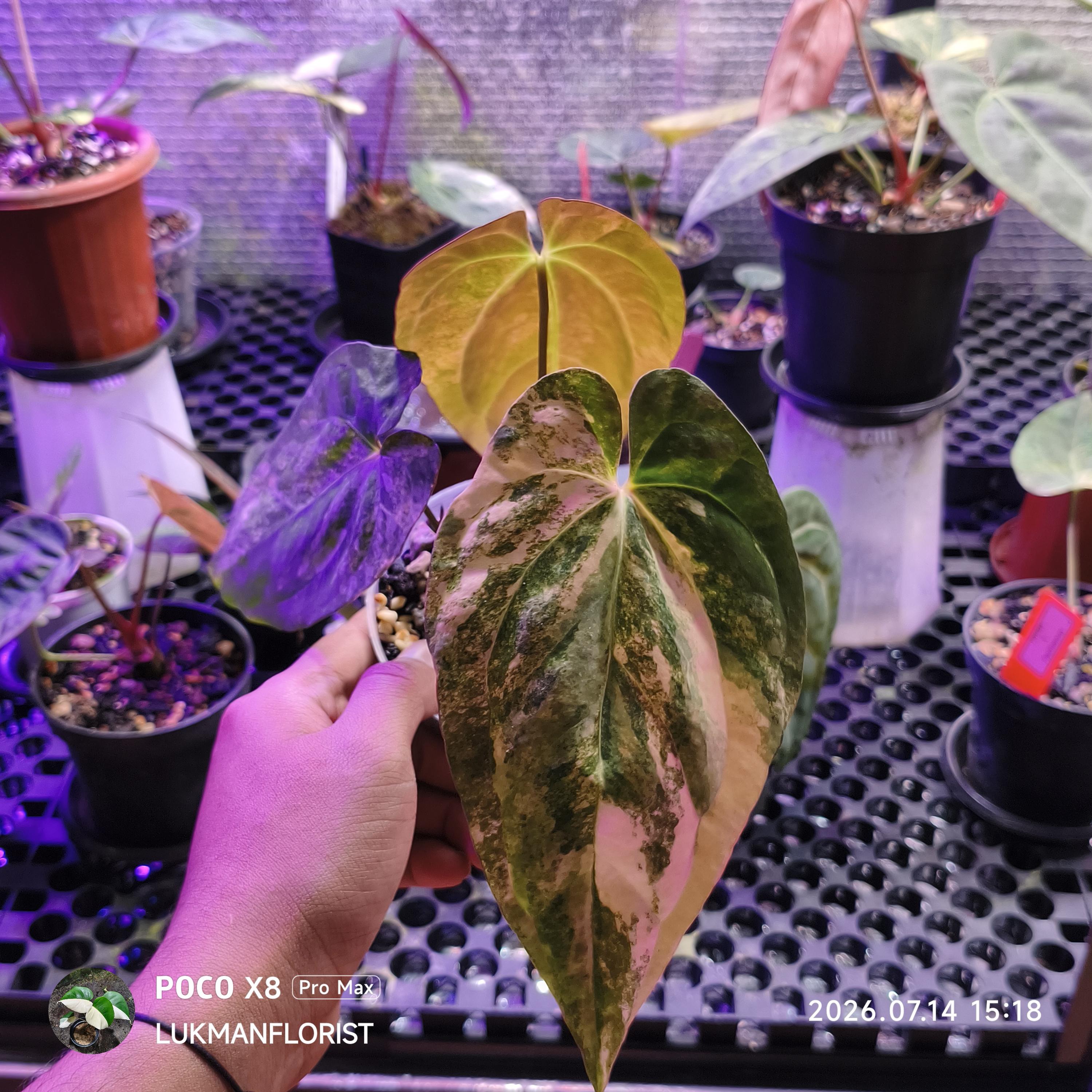 Anthurium dark phoenix - Etsy 日本