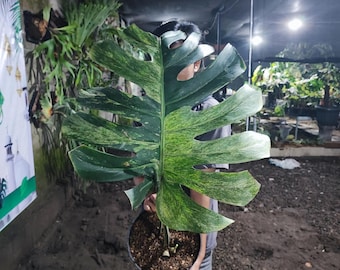 Echte foto Monstera Jungle Mintbont, 1 blad groot formaat gratis pithosanitair