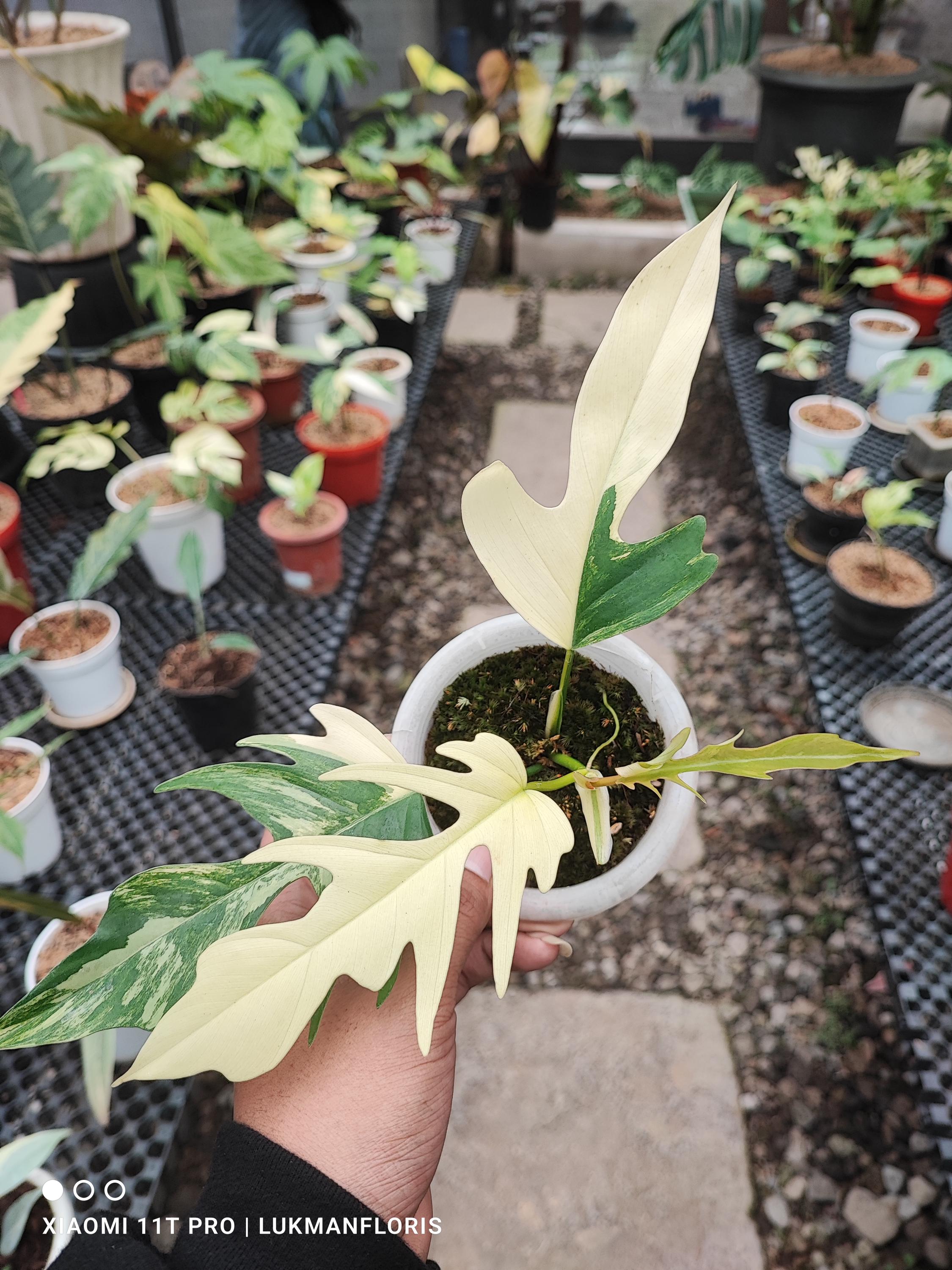 超絶希少 フィロデンドロン トータム アルボ斑入り 超絶希少