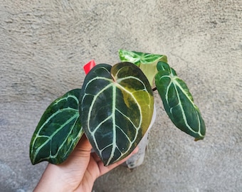 Antúrio Vermelho Magnífico Variegado Muito Bonito Sem Pithosanitário