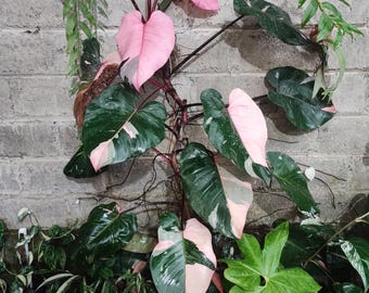 Imagen real de filodendro rosa Princes Black Cerry variegado Pitosanytari gratis