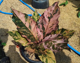 アンスリウム ルネッサンス ピンク 斑入り - Etsy 日本