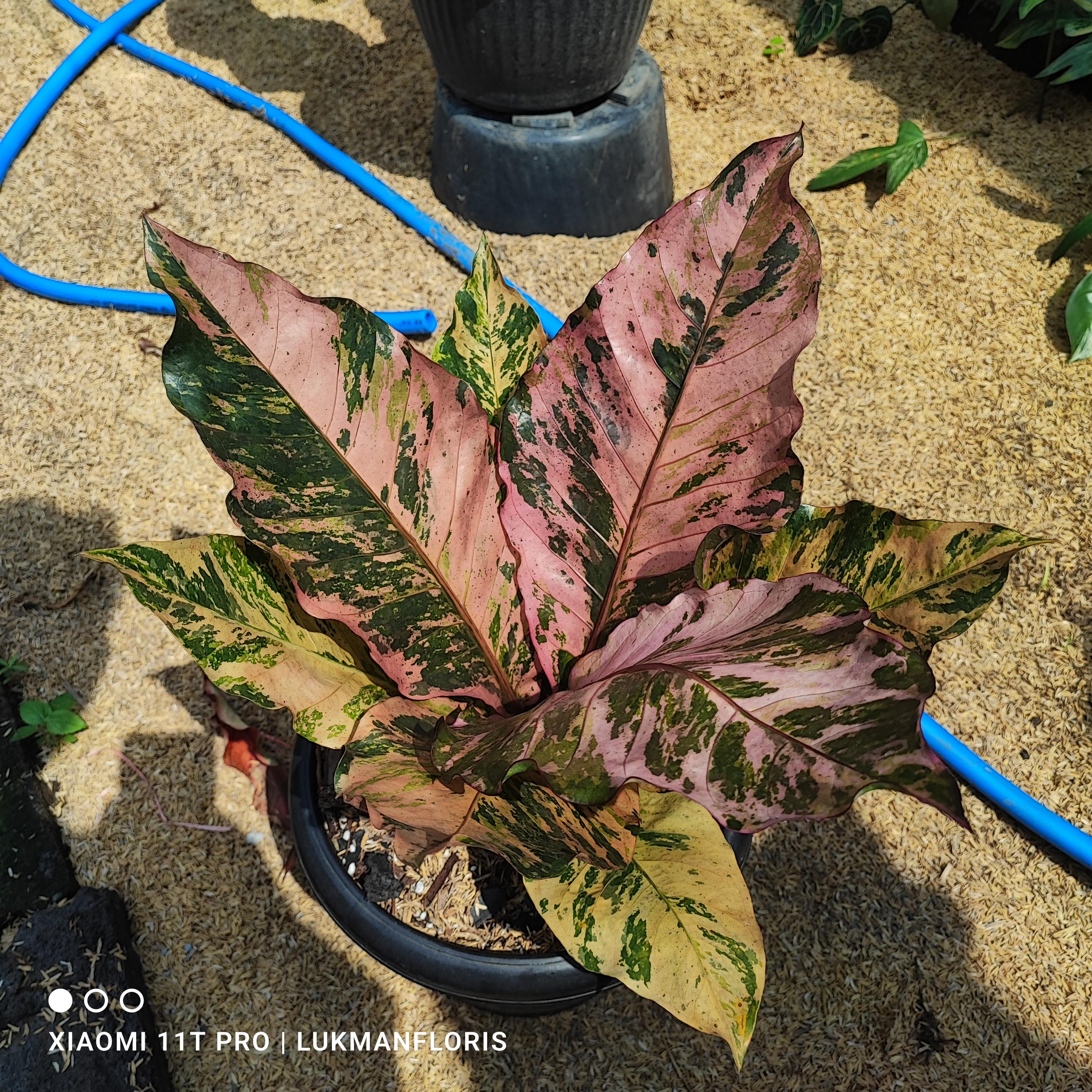 Real Pict Anthurium Hookeri Pink Diamond Variegated Big Size Free