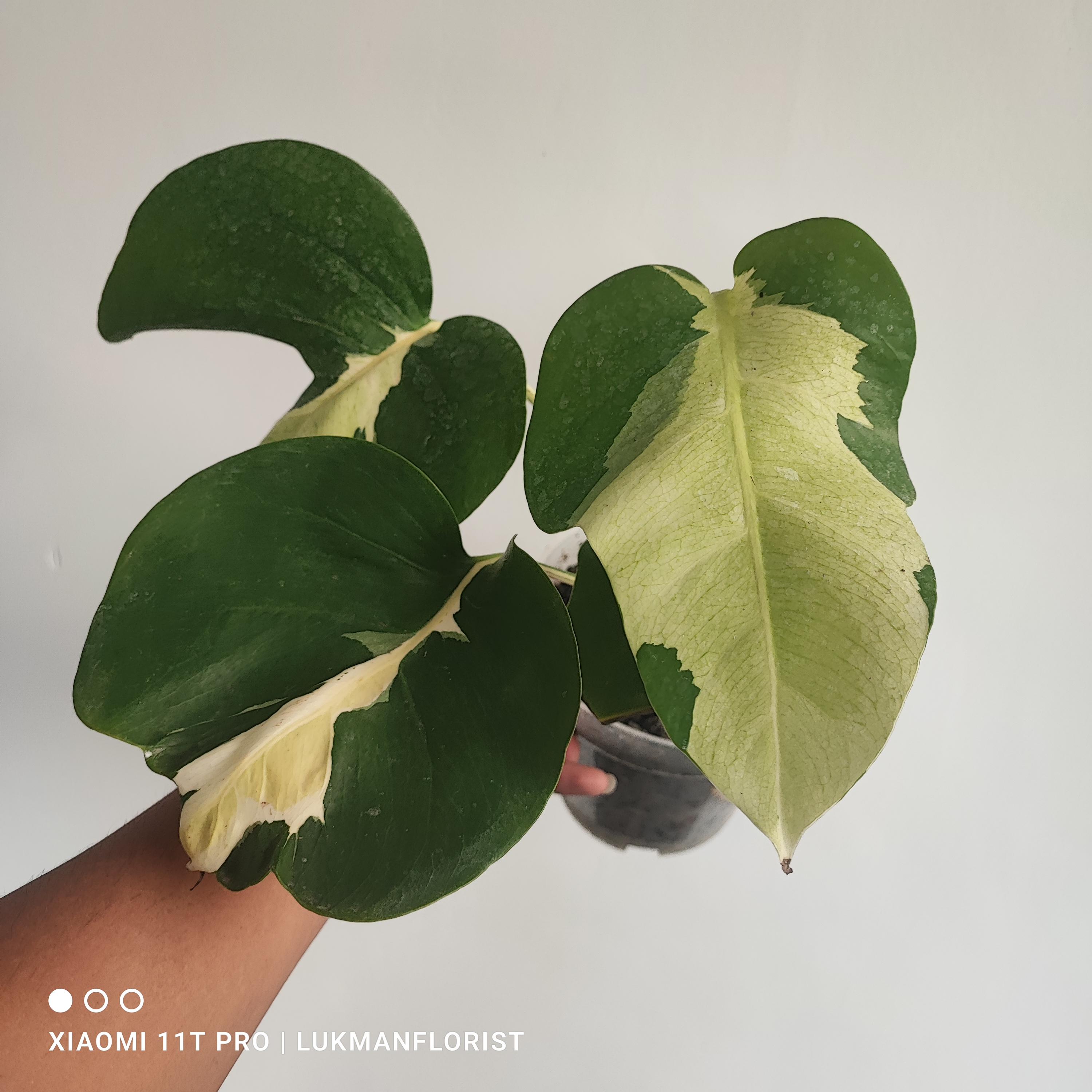 Monstera white lava - Etsy 日本