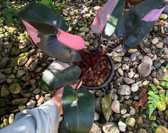 Filodendro Príncipes Rosados Cereza Negra Abigarrado