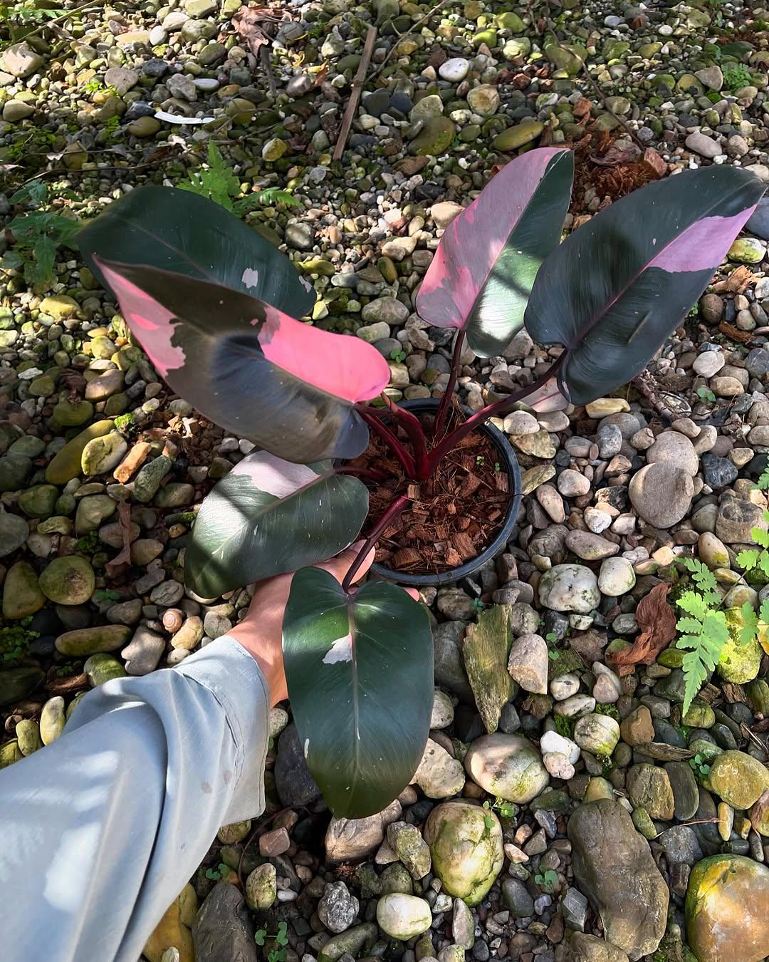 Zz Black Pink Variegated Plant - Etsy