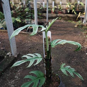 Pode incluir: Uma planta Monstera em vaso com folhas variegadas, exibindo padrões verdes e brancos. A planta é suportada por um poste de musgo, e o vaso é preto. O fundo inclui outras plantas e uma estrutura metálica.