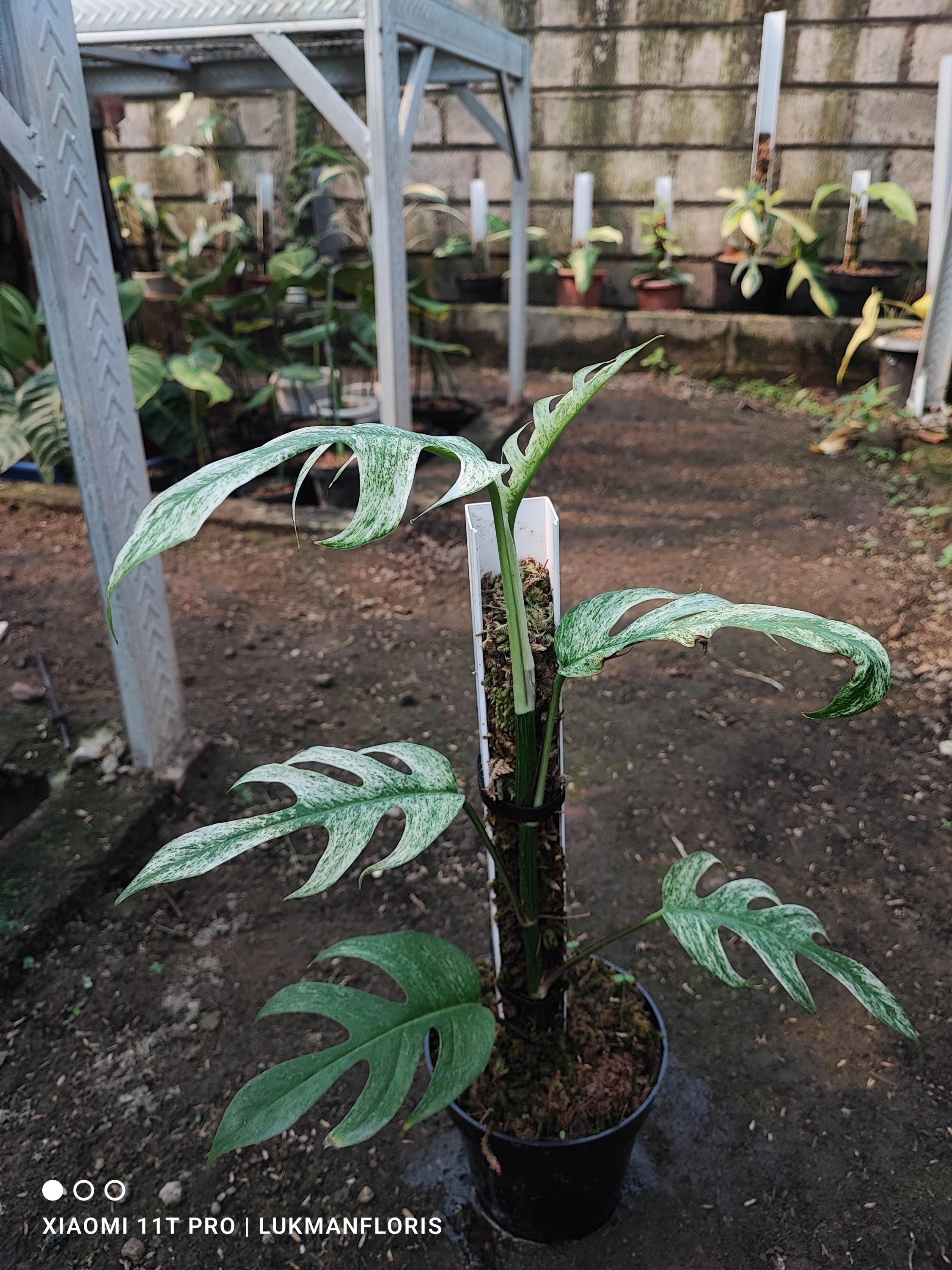 Monstera devil monster - Etsy 日本