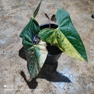 Op de afbeelding: Een kamerplant in een zwarte pot met grote, hartvormige bladeren. De bladeren vertonen een mix van groen, geel en wit. De foto is genomen in natuurlijk licht.
