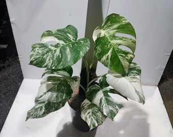 Real Picture Monstera Albo White Tiger Variegated Marble Free Pithosanitary