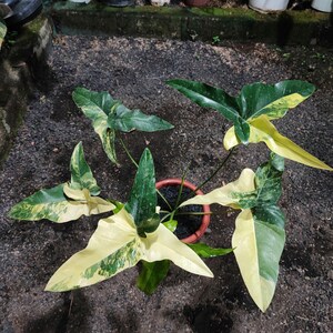 Angela philodendron - Etsy 日本