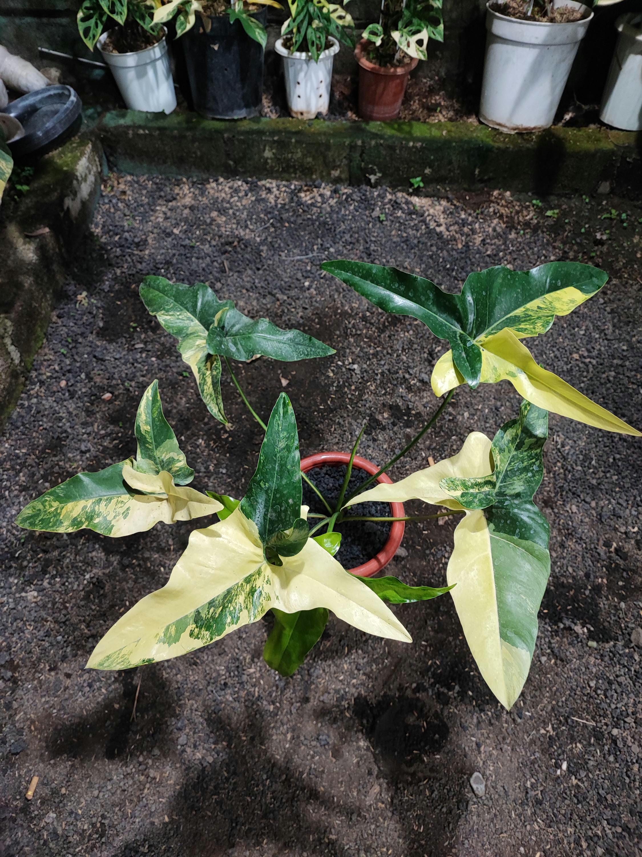 Angela philodendron - Etsy 日本