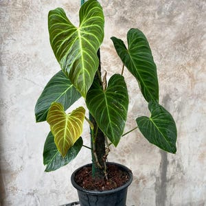 Philodendron splendid - Etsy 日本