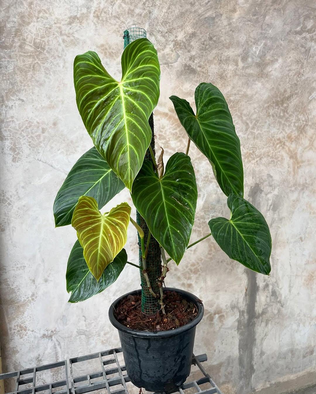 Philodendron splendid - Etsy 日本