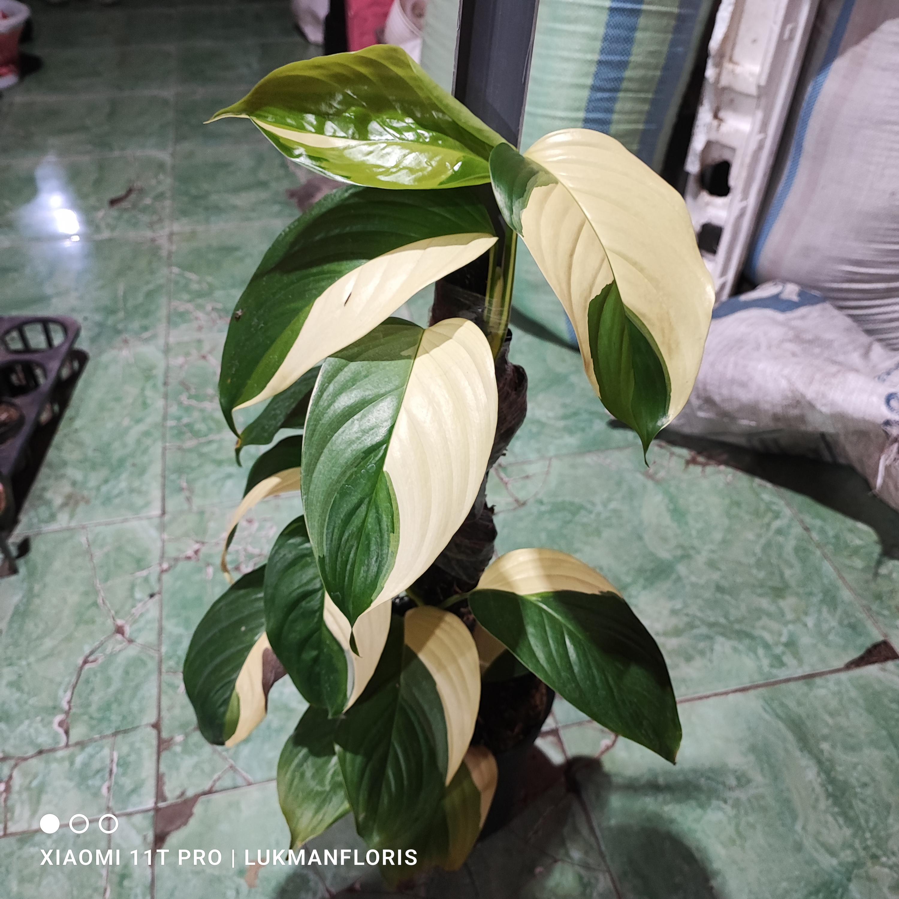 Variegated rhaphidophora - Etsy 日本