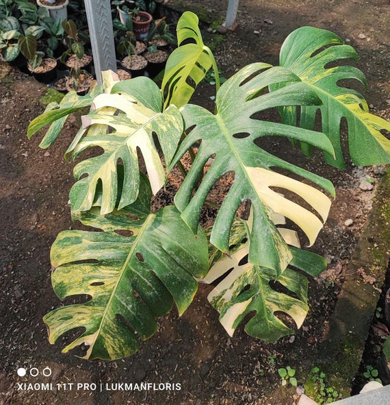 monstera addisonian Monstera adansonii 'Neon' w/ Wooden Plank – The Groovy Plants Ranch LLC