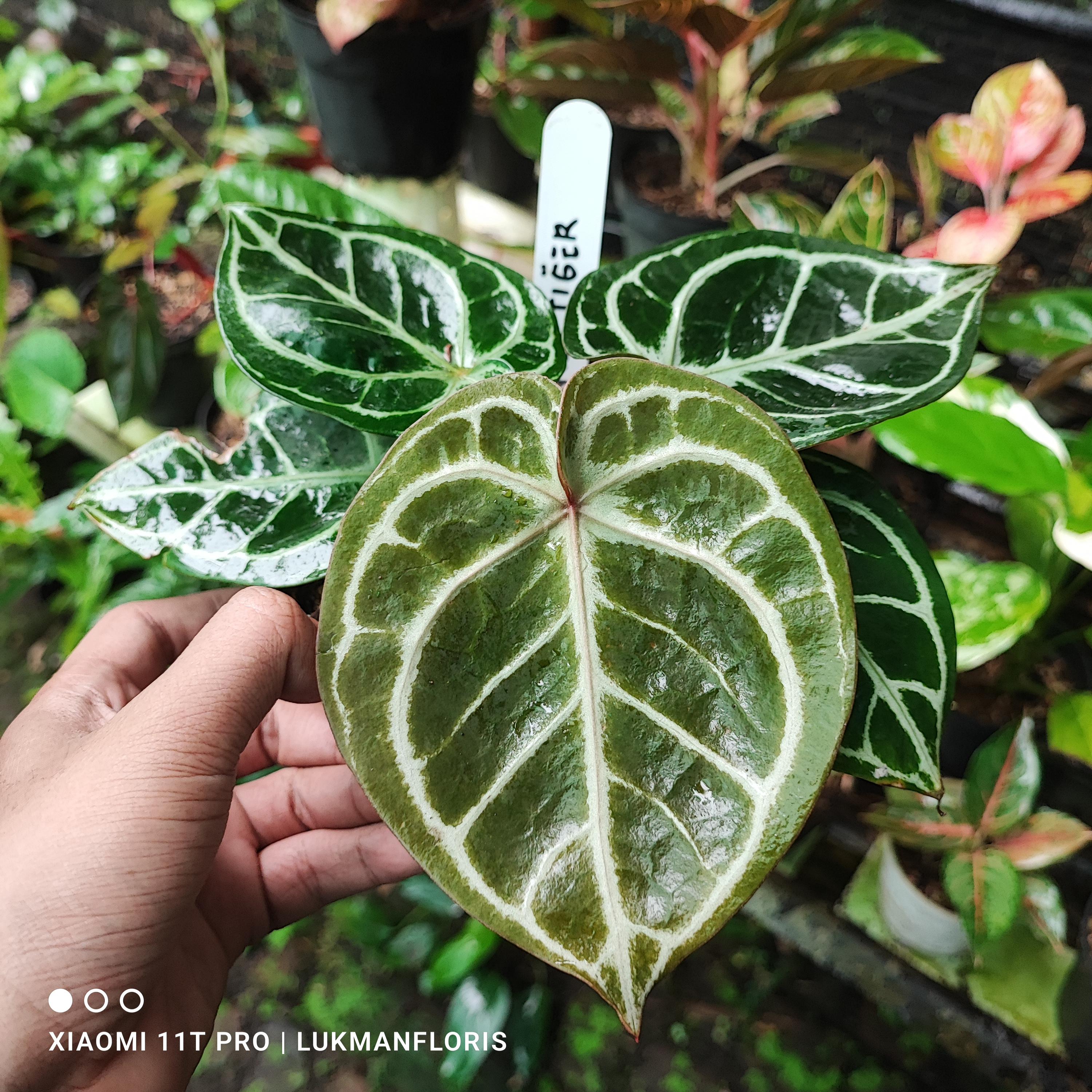 Anthurium Red Tiger - Etsy