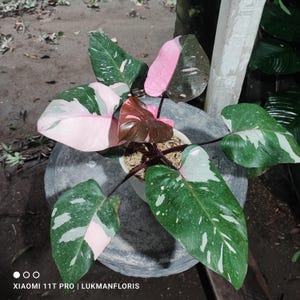 blushing philodendron price Philodendron erubescens hybrid 