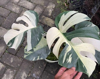 Echte foto Monstera Jungle Mint bonte groot formaat gratis pithosanitair