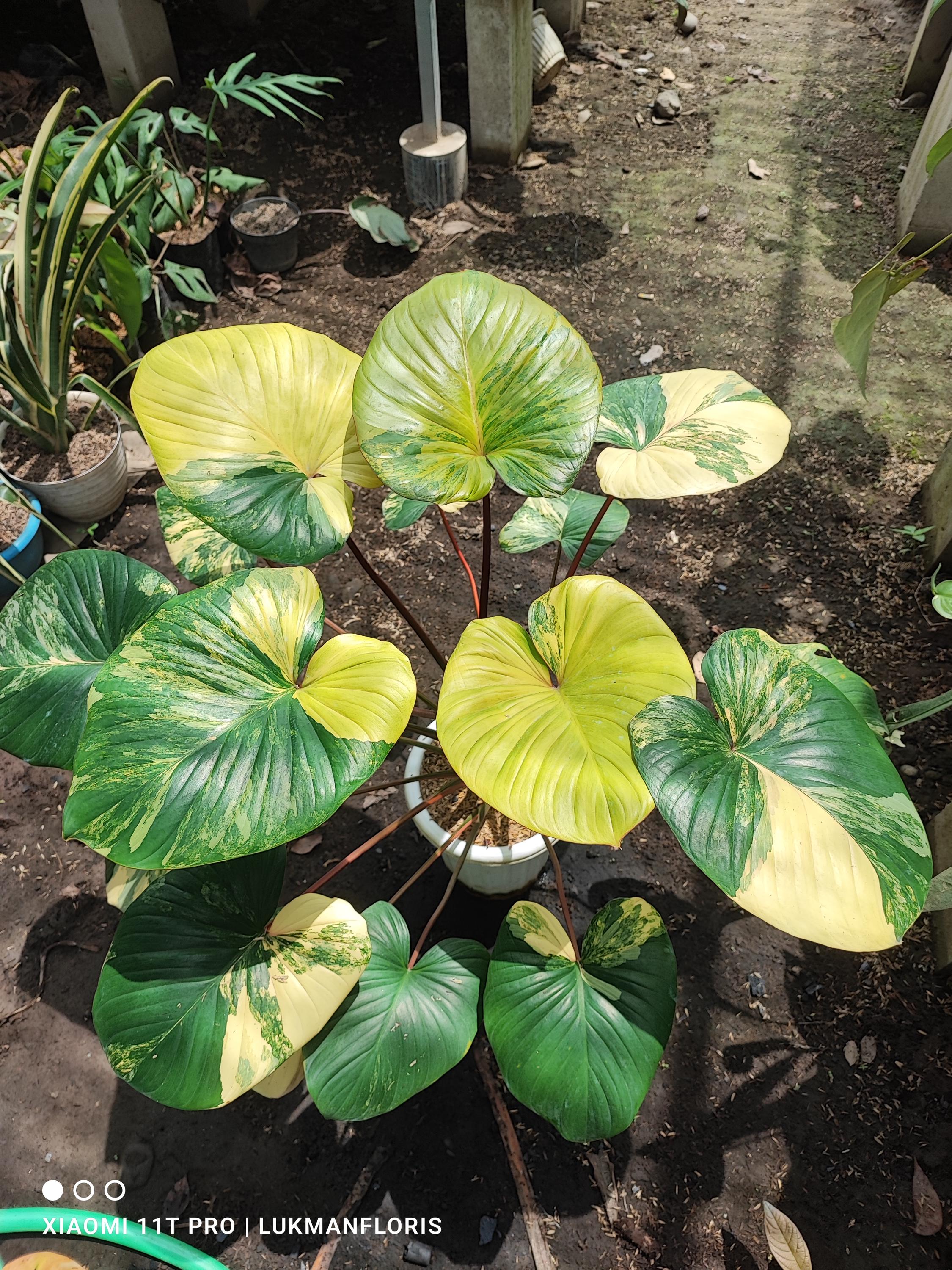 Homalomena rubescens - Etsy 日本