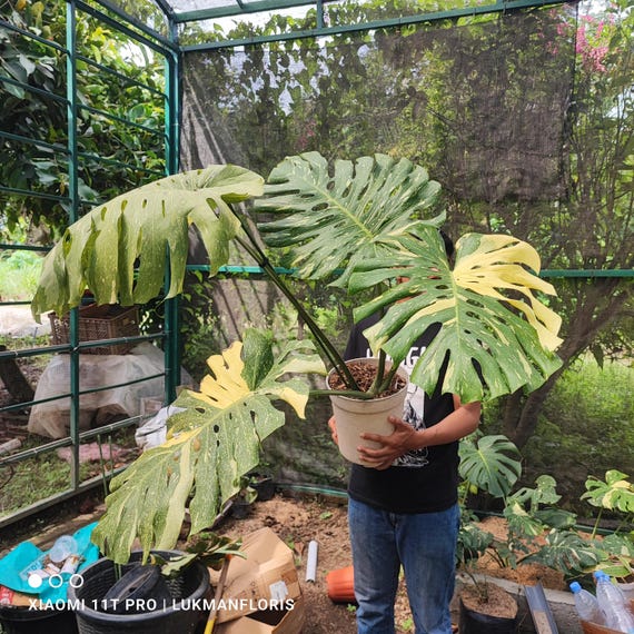 Monstera Deliciosa Creme Brulee Variegated Size Jumbo Real Plant