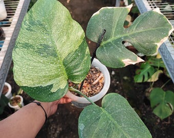 Real pict monstera jungle mint varigated gratis pithosanitair