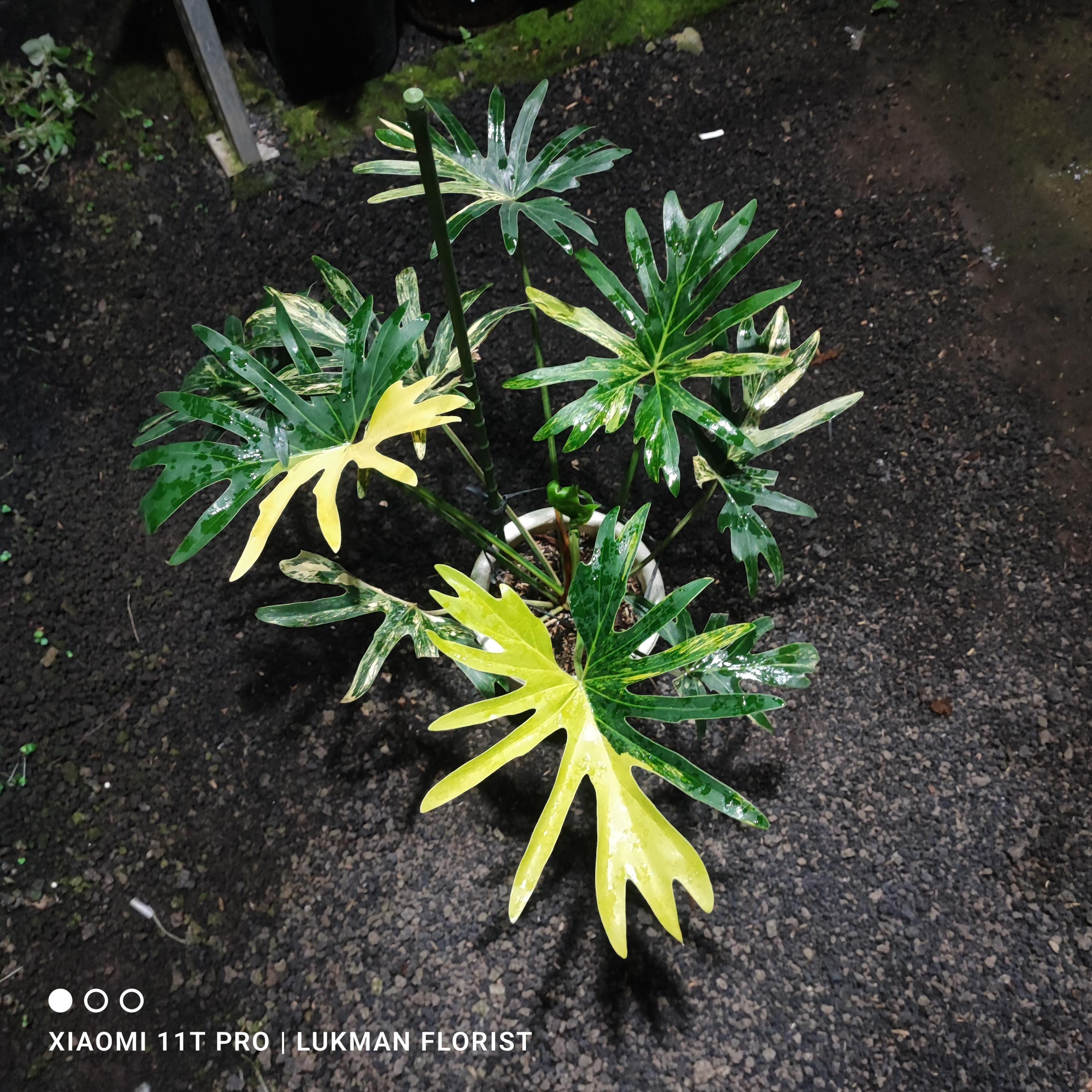 Philodendron Bipinnatifidum Variegated - Etsy Canada