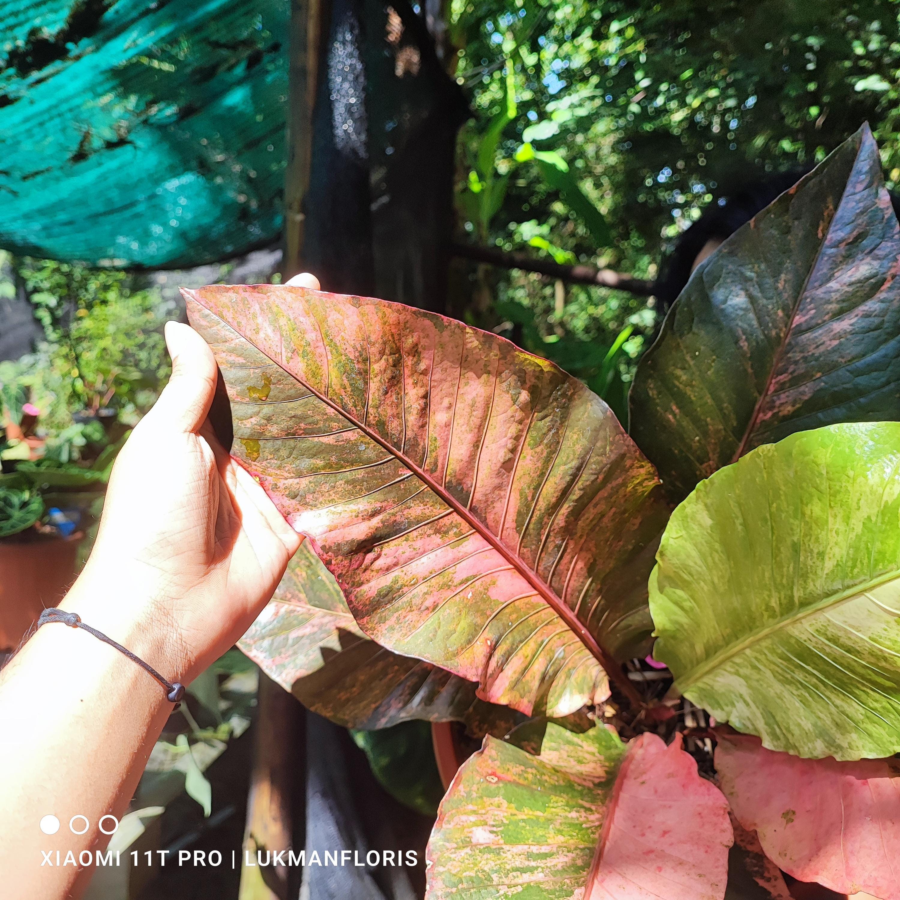 Anthurium Hookeri Sweeta Variegated Pink Diamond Beauty Big Size