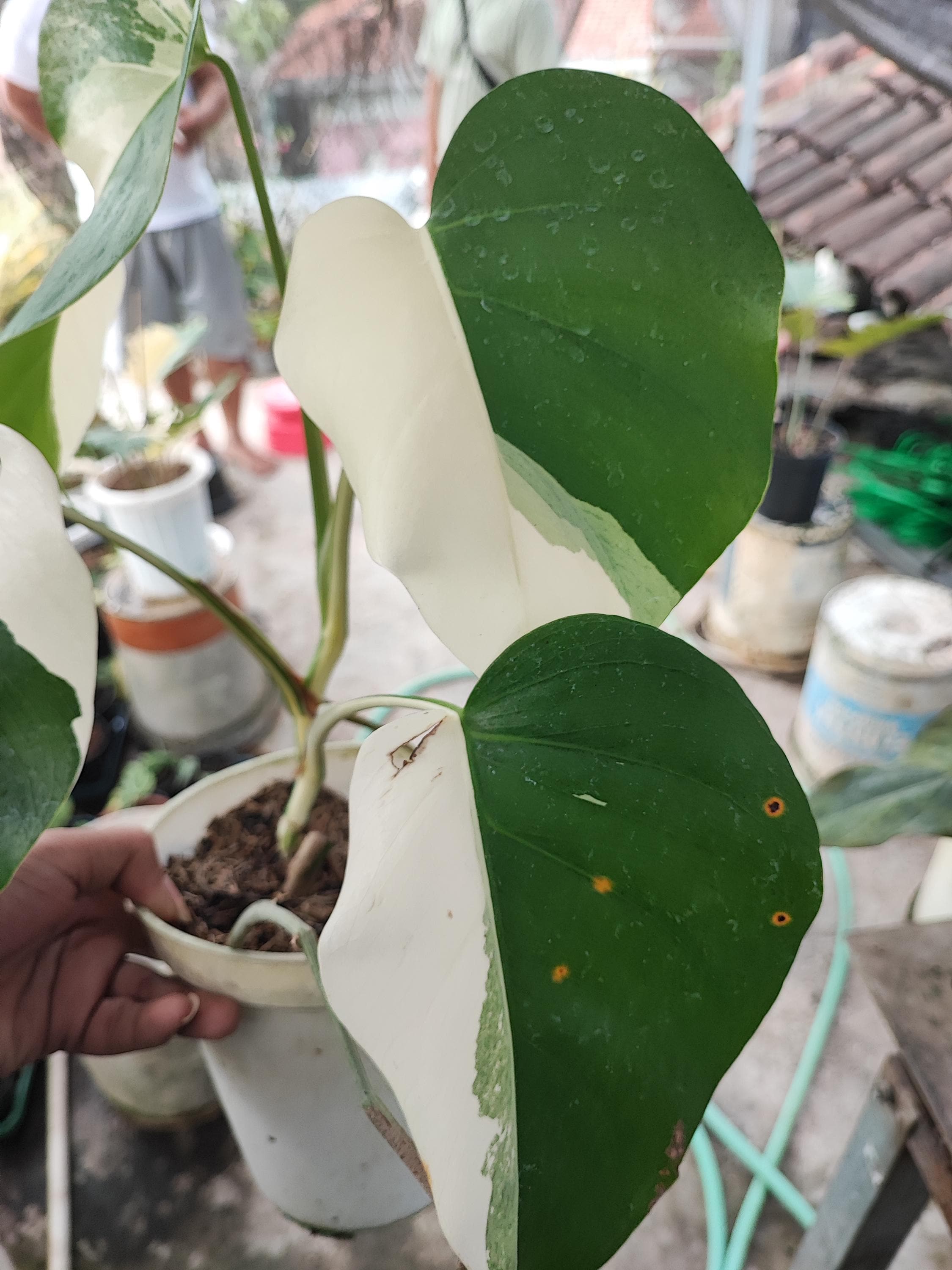 Monstera white lava - Etsy 日本