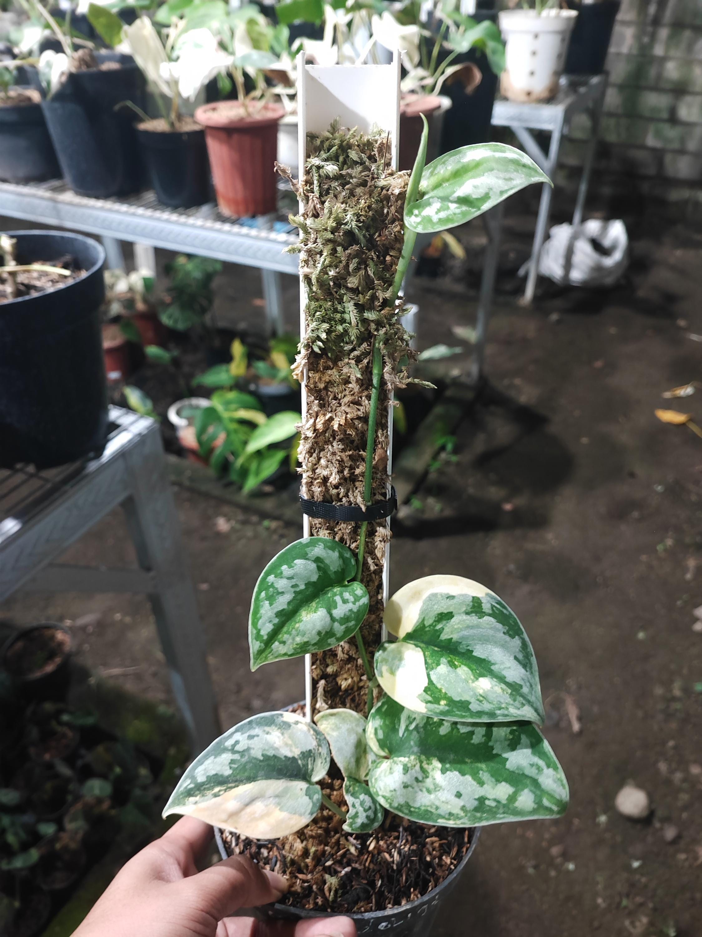 Scindapsus Bakudapati - Etsy