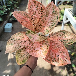 brazil philodendron price Philodendron Brazil in Hanging Basket, Live Tropical Vining Plant