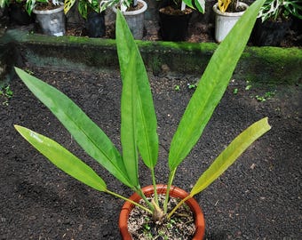 Buy Anthurium Coriaceum Online in India - Etsy