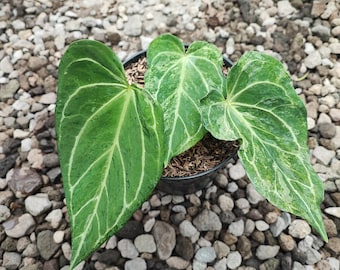 Real Picture Anthurium Papillaminum x Forgeti Variegated Free Pithosanitary
