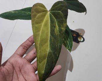 Äkta Pict Anthurium Black Venom X Blue X1 Variegated Beauty levande växt