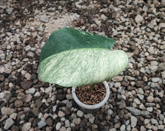 Demi-lune panachée Monstera Jungle Mint 1 Sans produits pithosanitaires