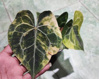 アンスリウム パピリラミナム×グリーンマンバ 斑入り - Etsy 日本