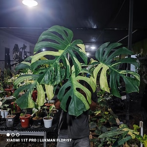 May include: A large Monstera plant with variegated leaves, featuring shades of green and cream. The plant has large, fenestrated leaves, and is held in front of a person. The background shows other plants in pots, and the text "XIAOMI 11T PRO | LUKMAN FLORIST".