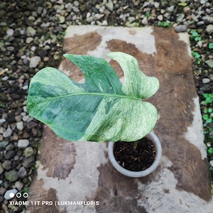 Può includere: Primo piano di una foglia di Monstera variegata con motivi verdi e bianchi. La foglia è grande e ha una forma unica. È visibile un piccolo vaso bianco con terra. L'immagine è stata scattata all'aperto.