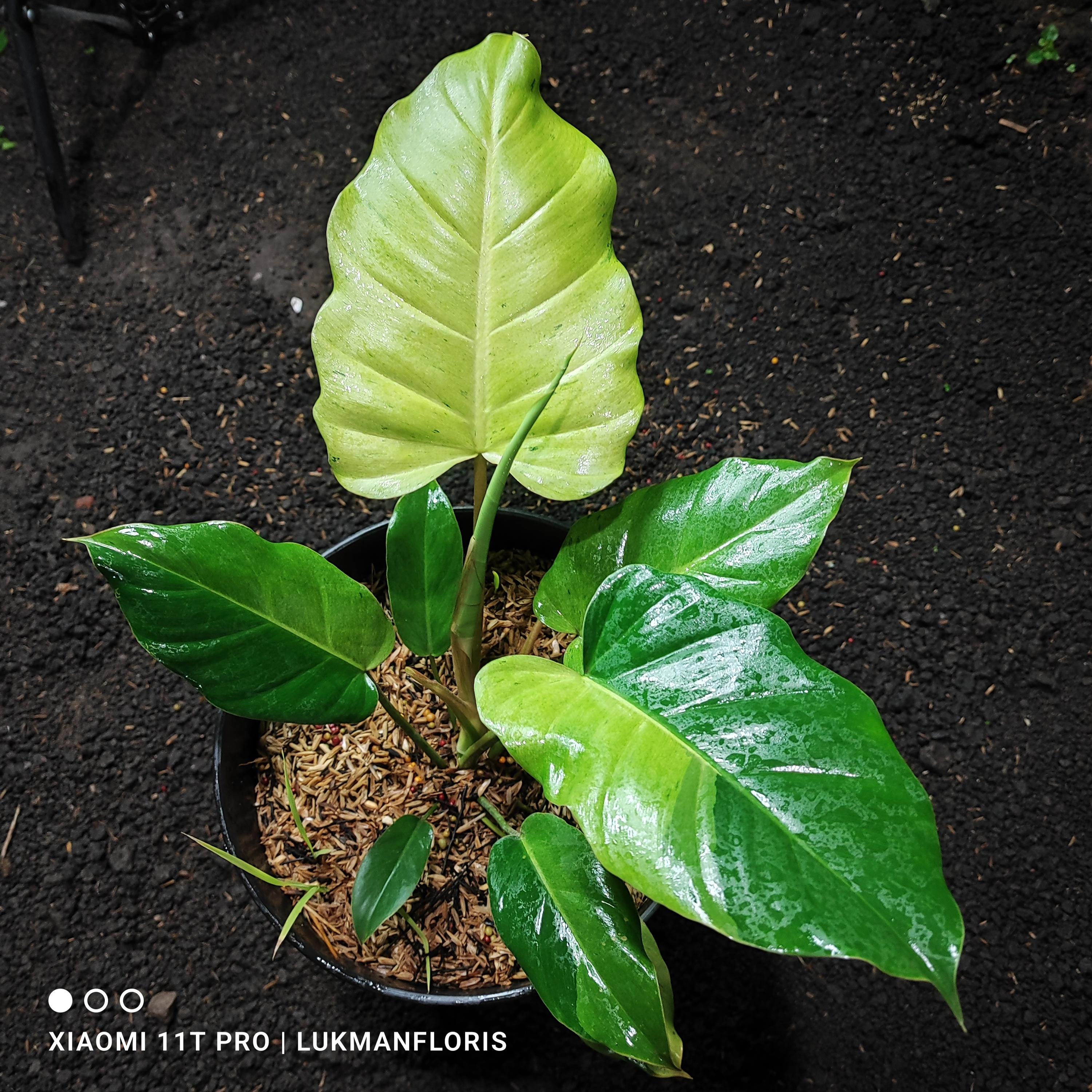 Philodendron jungle fever - Etsy 日本