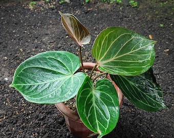 Anthurium King of Spades – Rare, Velvety Foliage With Stunning