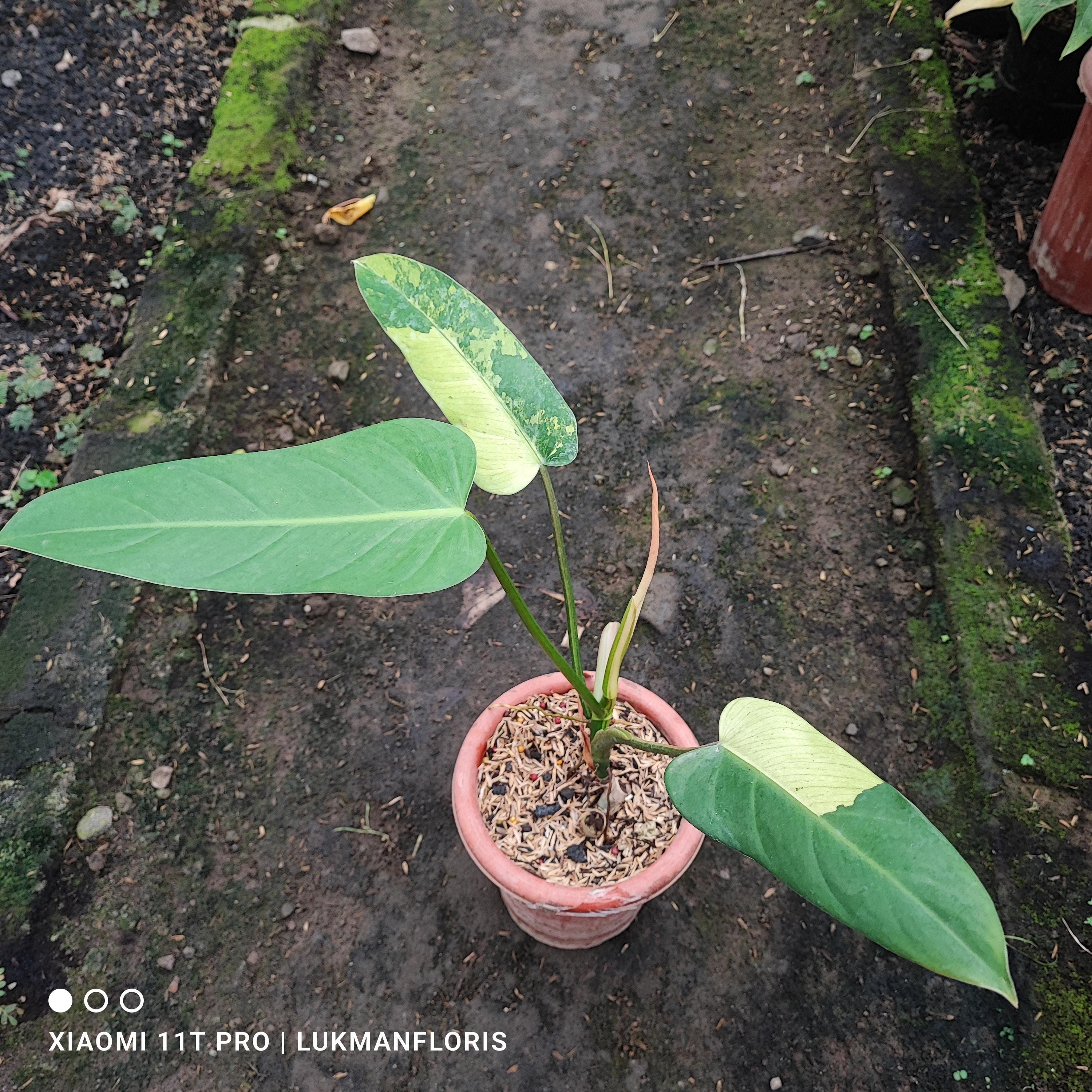 Whipple way philodendron - Etsy 日本