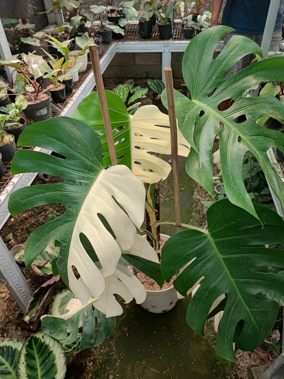 Echtes Bild Monstera albo variiert Halbmond mittlerer Gre - Etsy.de