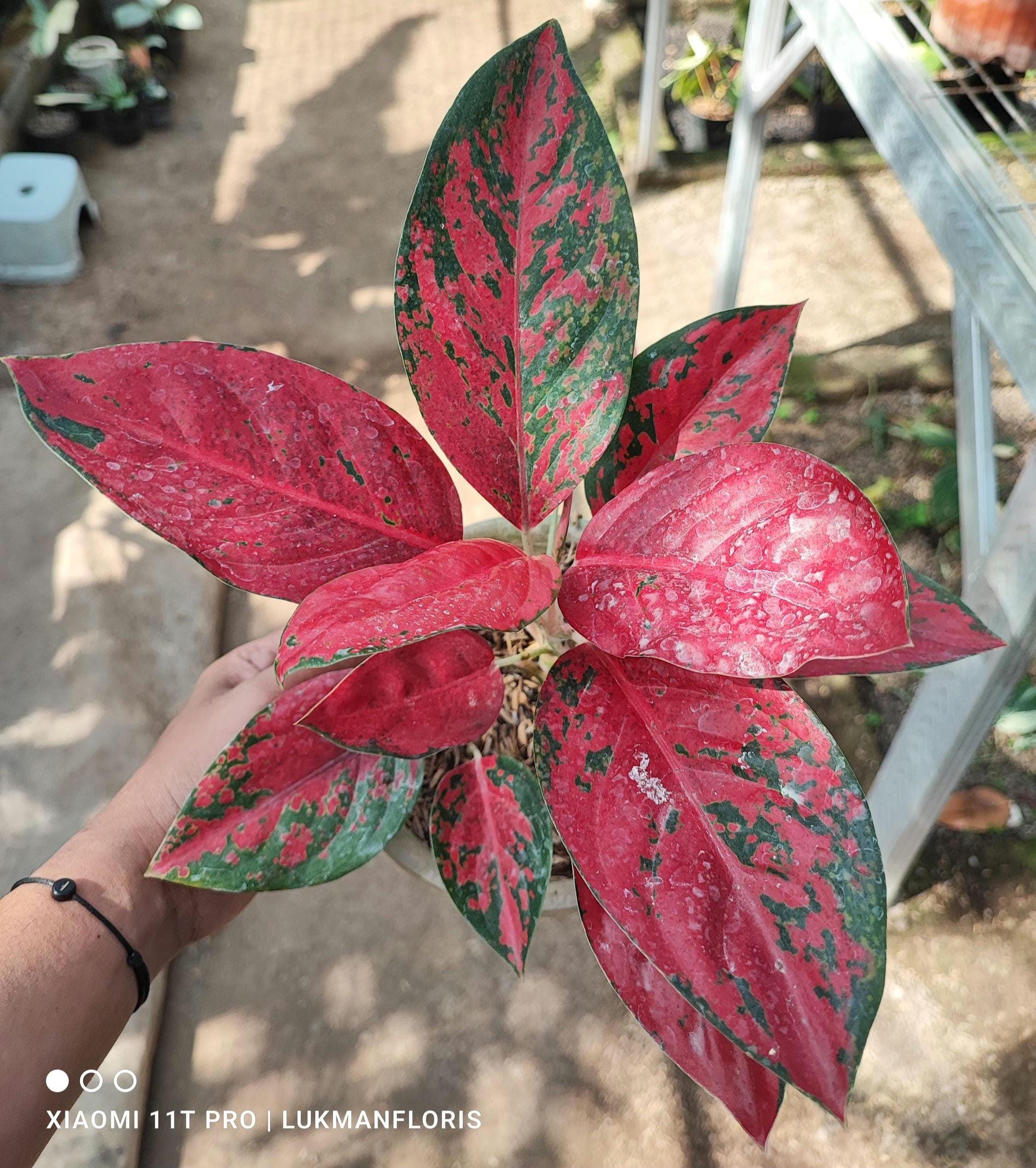 Real Pict Aglaonema Red Kochin Super Stars Free Pithosanitary - Etsy