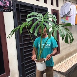 Puede incluir: Una planta de Monstera en maceta con hojas grandes, verdes y divididas. La planta está en una maceta blanca y la sostiene una persona que lleva una camiseta turquesa. El fondo incluye una puerta de metal oscuro y un tendedero con prendas colgadas.