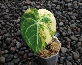 Anthurium Wonderboy X Michelle Starter Plant (ALL STARTER PLANTS