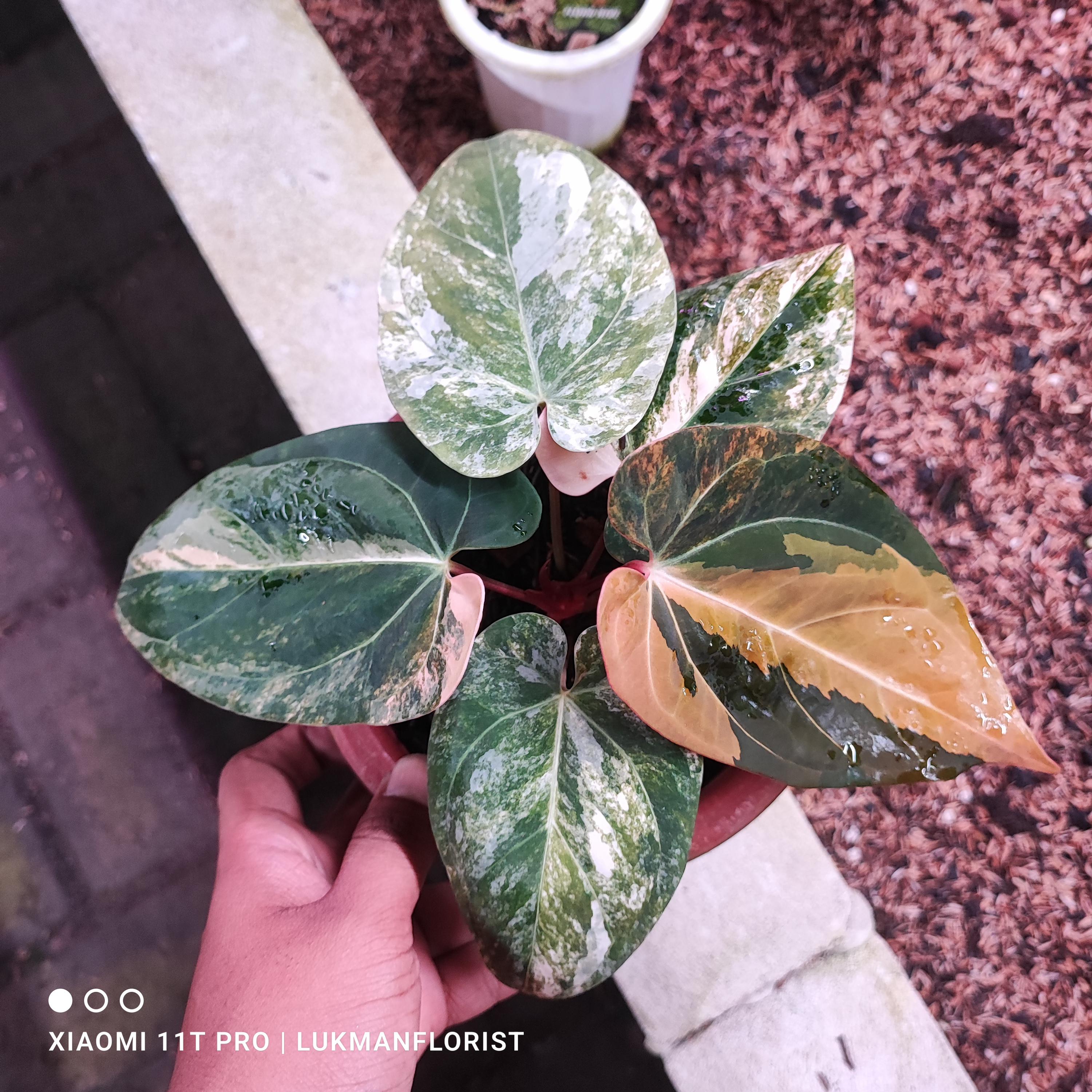 Anthurium dressleri - Etsy 日本
