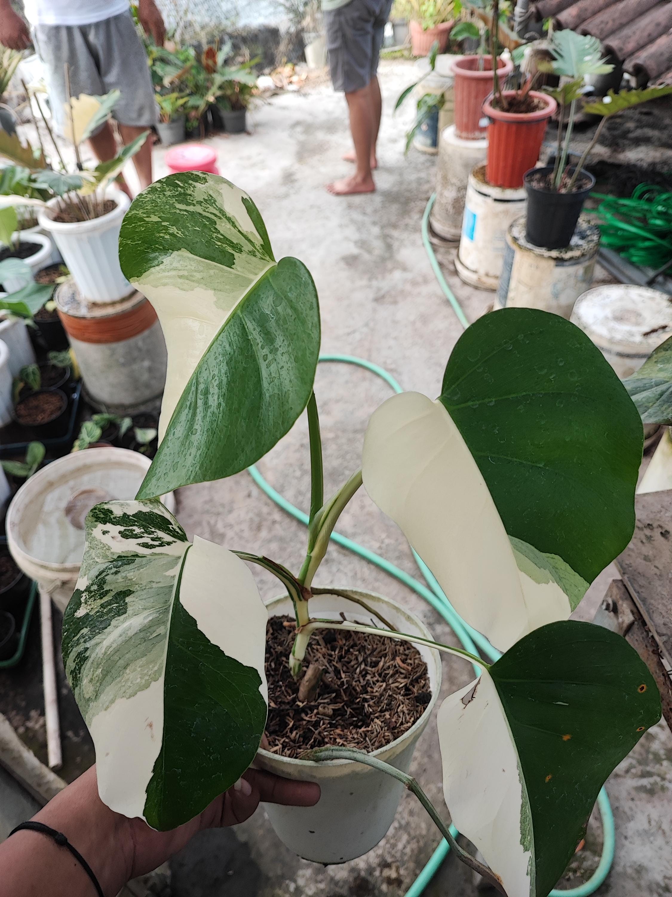 Monstera white lava - Etsy 日本